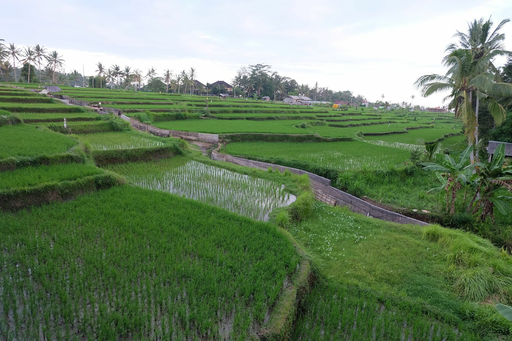 Greenfield Luxury Villas Ubud Zewnętrze zdjęcie